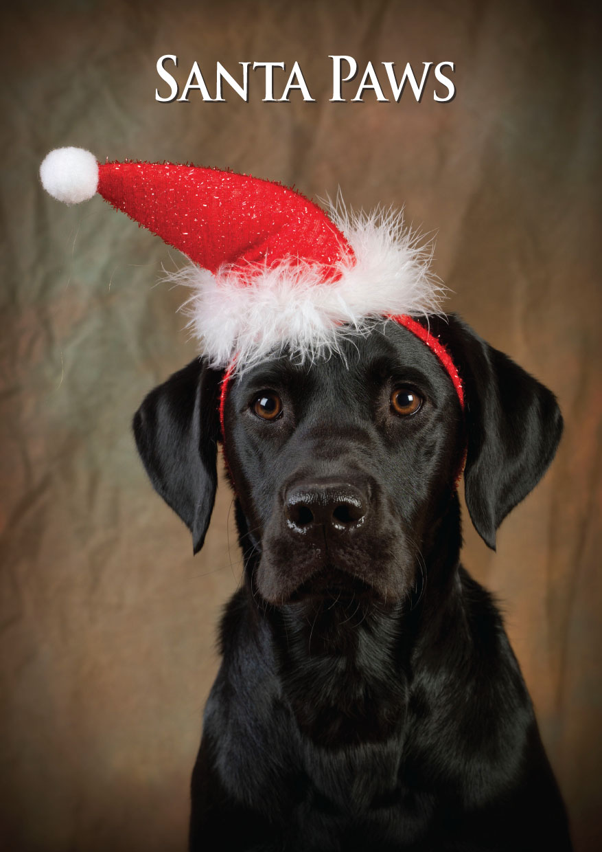Labrador Santa Paws