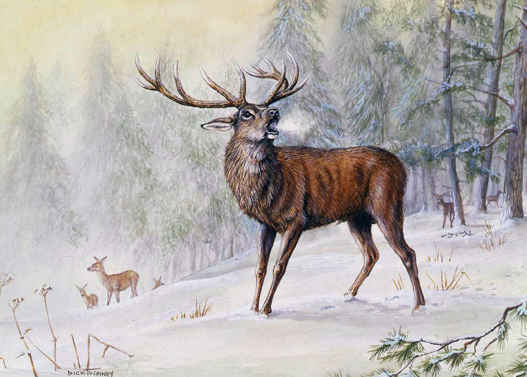 Winter´s Voice - By Dick Twinney