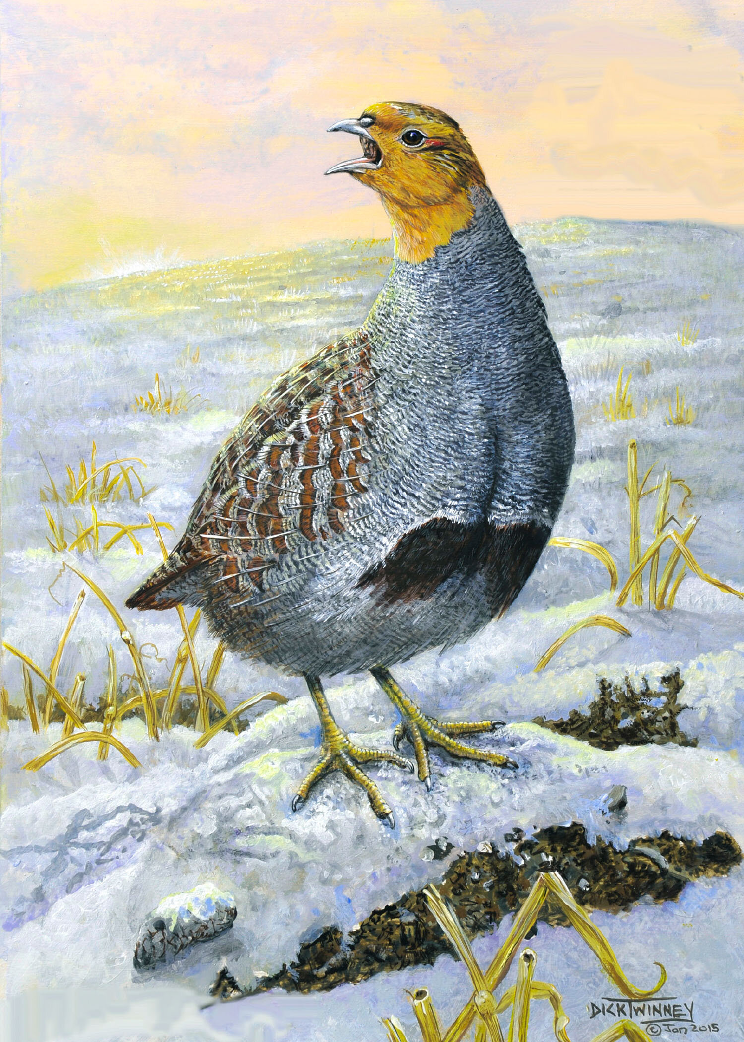 Morning Shout Partridge - By Dick Twinney