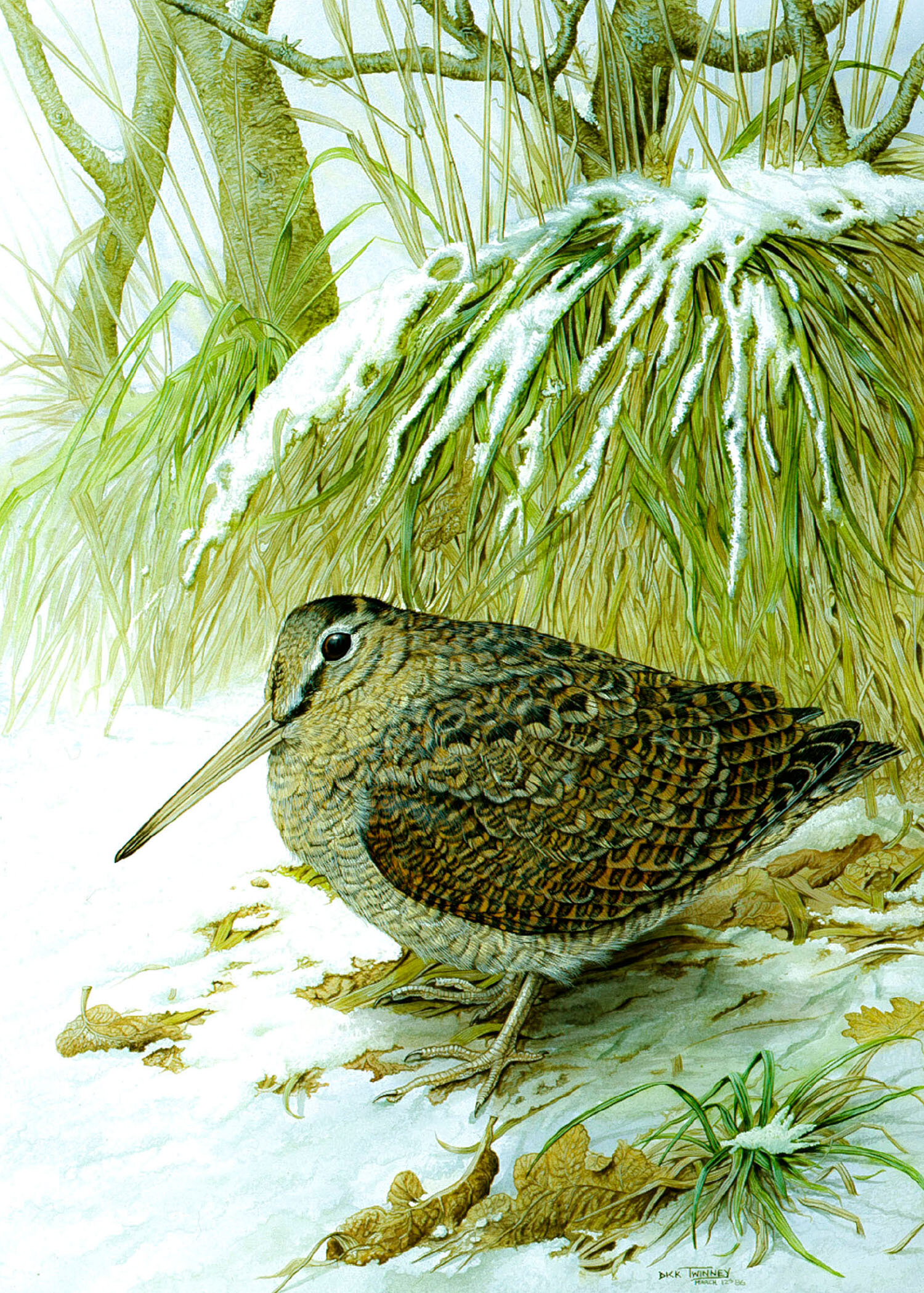 Woodcock in Winter - By Dick Twinney