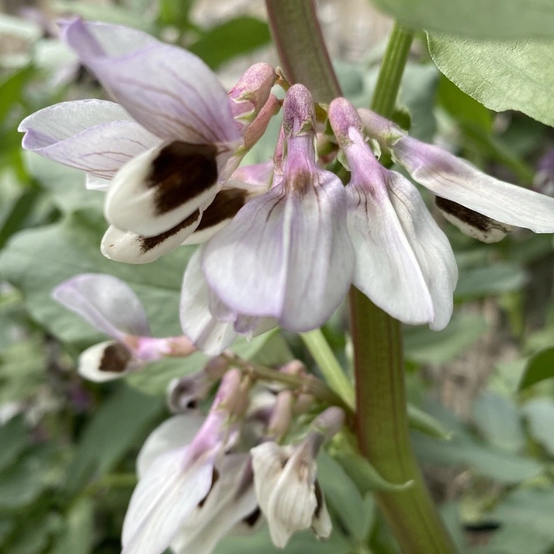 Blomma på Åkerböna