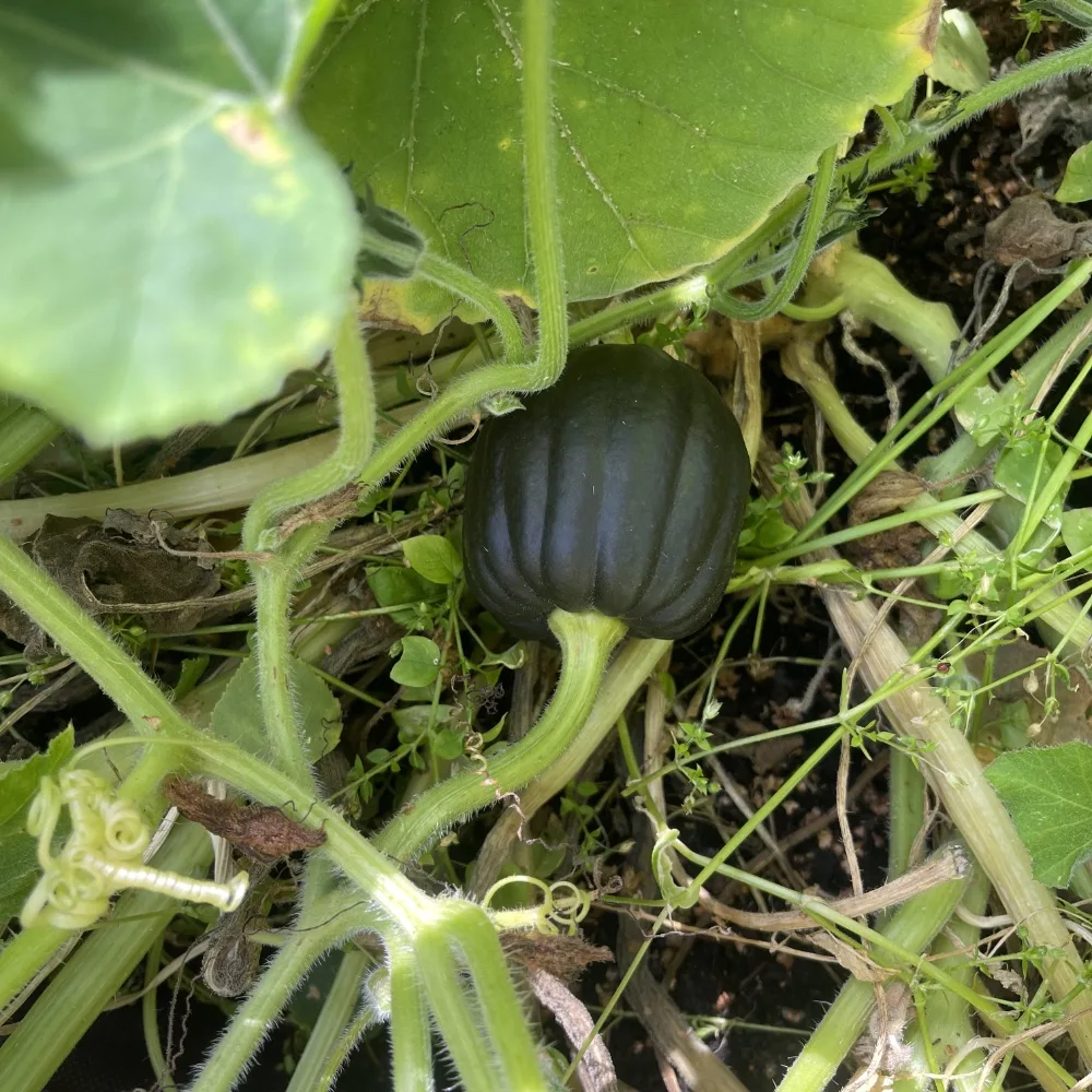 Myskpumpa 'Futsu Black Rinded' - 2