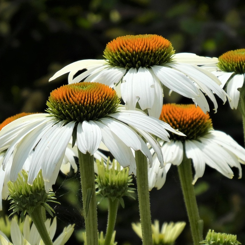 Solhatt 'White Swan'