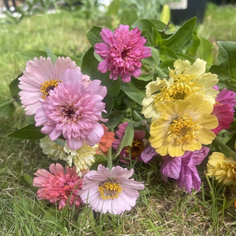 Zinnia 'Scabiosa Flowered Mix' - 2