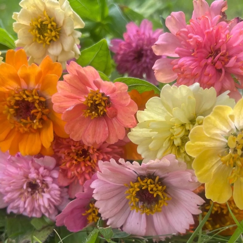 Zinnia 'Scabiosa Flowered Mix'