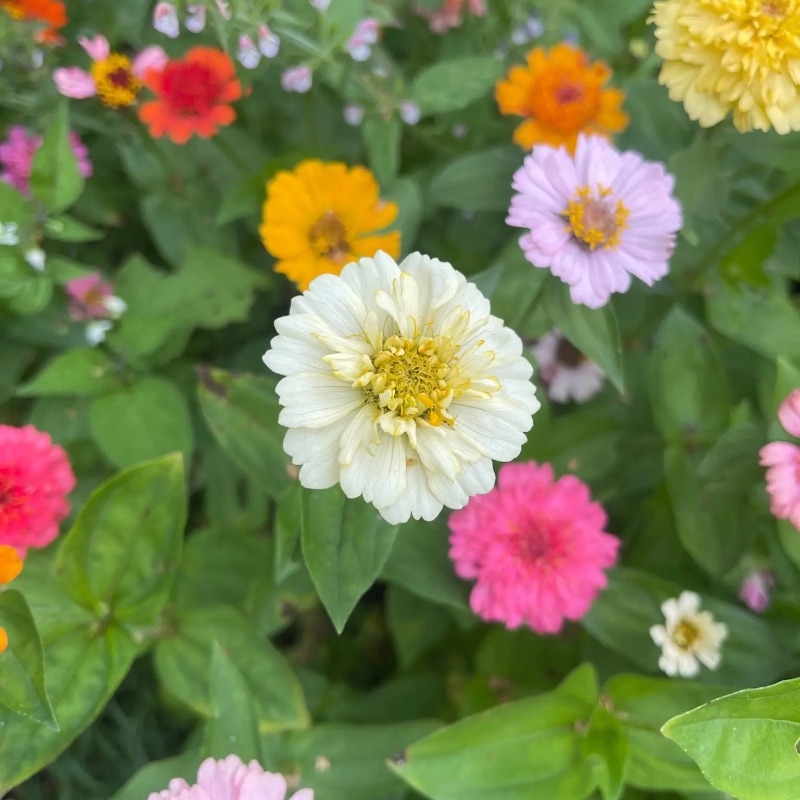 Zinnia 'Scabiosa Flowered Mix' - 3