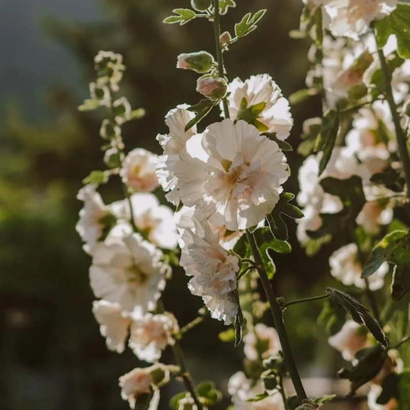 Stockros 'Majorette Champagne'
