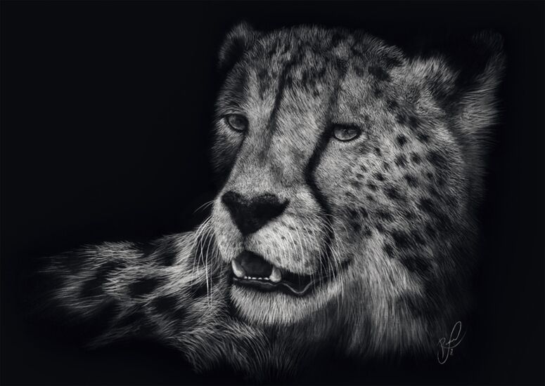 Cheetah the Epitome of Grace 1000 Bitar Schmidt