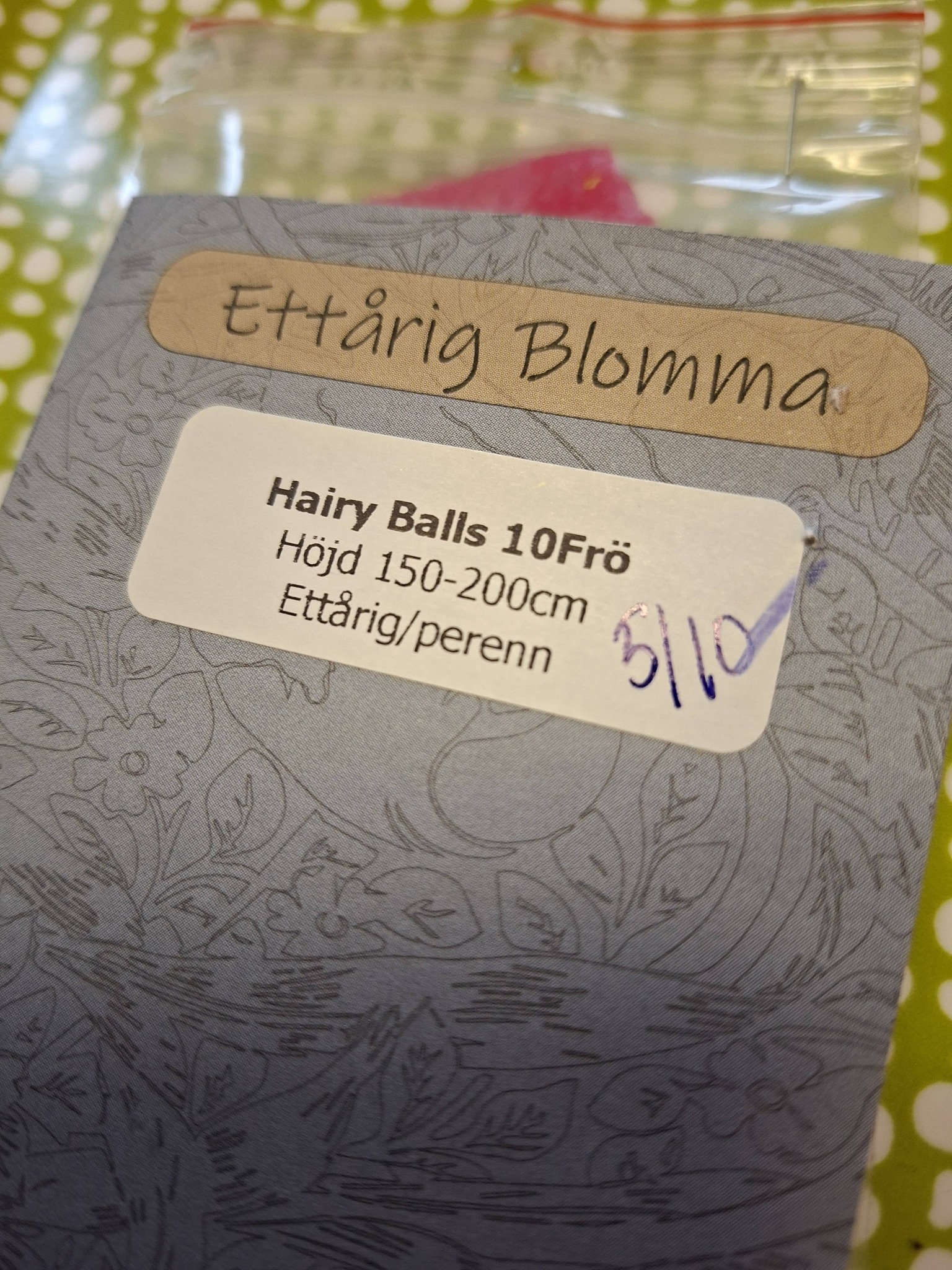 Hairy Balls Ballongblomma 10 frö - 2