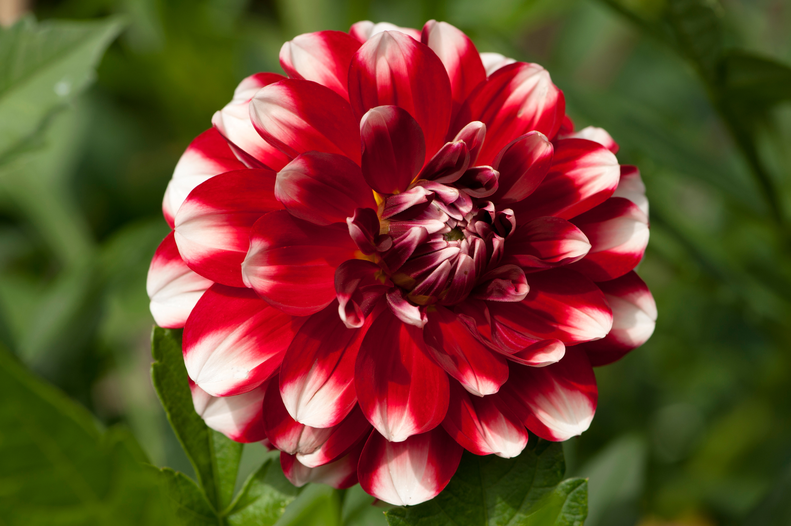 Dahlia Chicken Legs Hoamatland Näckros 