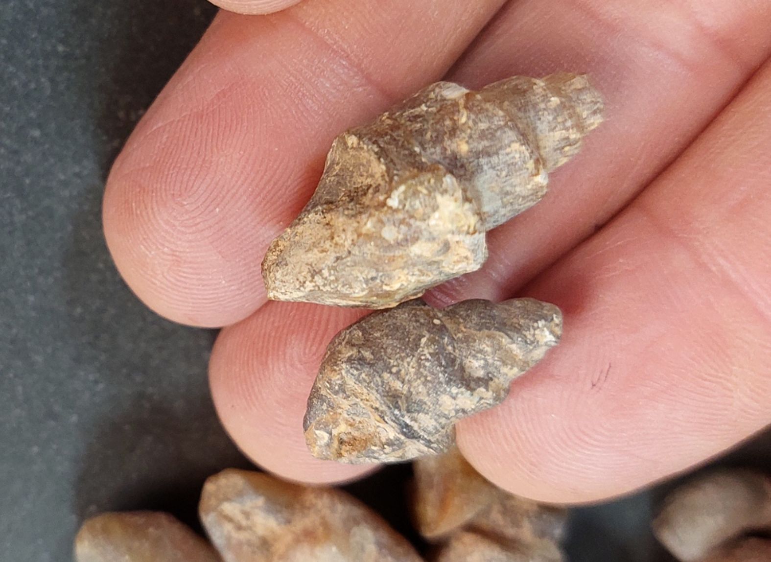 Fossilerad Agat Snäcka  - 3