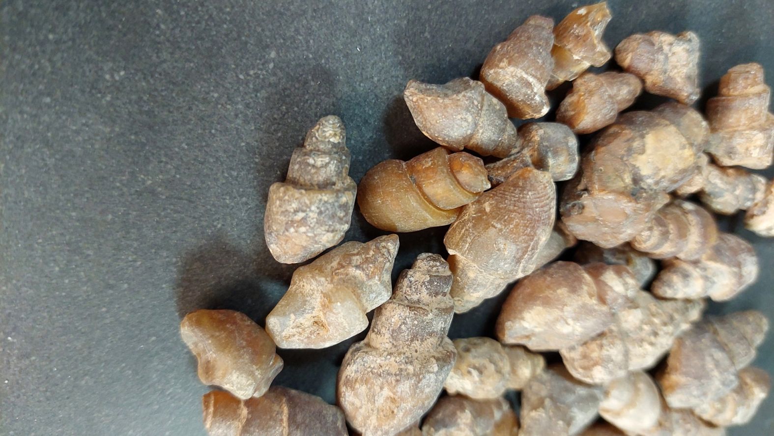 Fossilerad Agat Snäcka  - 2
