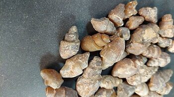 Fossilerad Agat Snäcka 