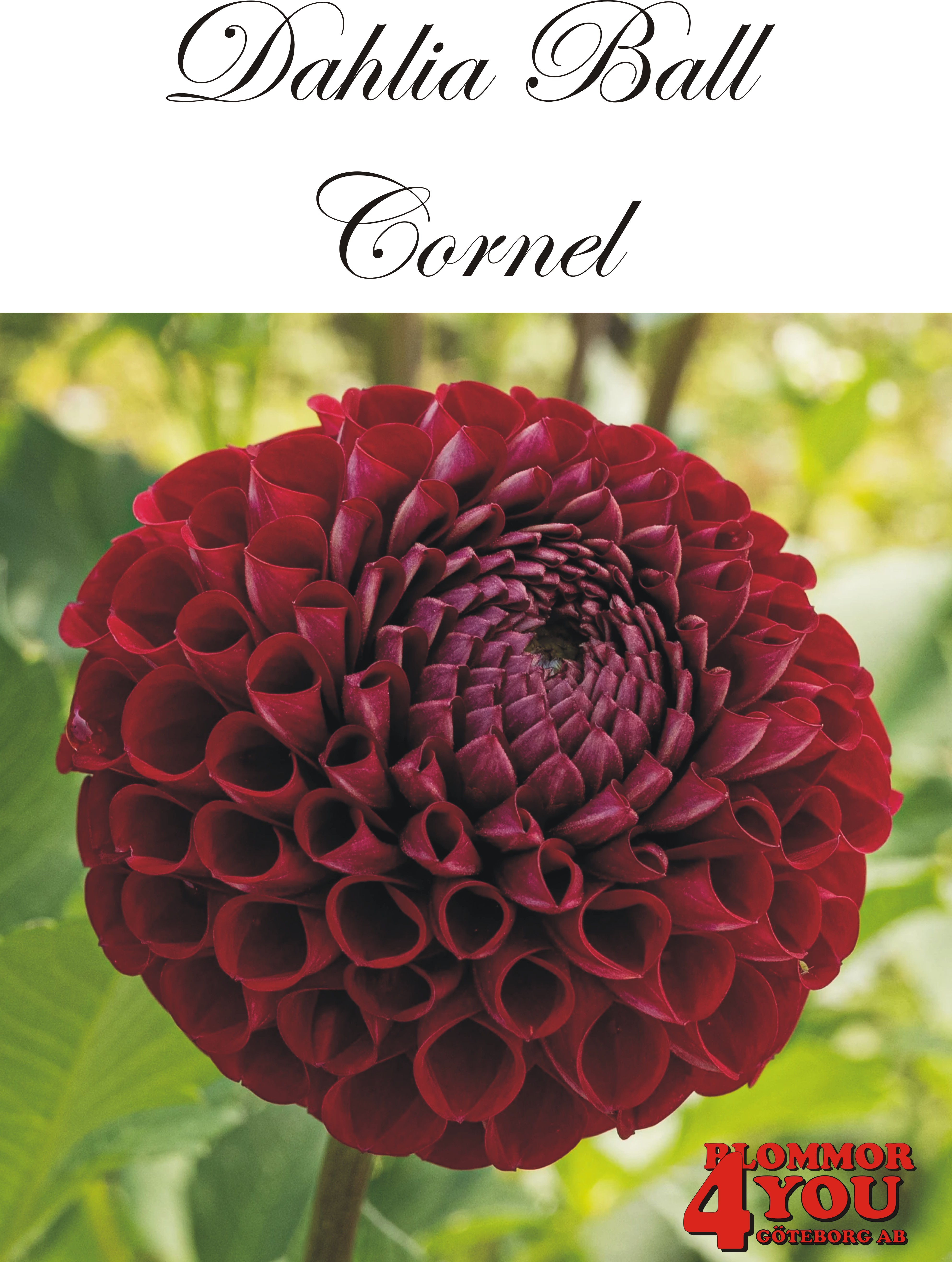 Dahlia      Cornel