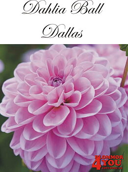Bolldahlia      Dallas