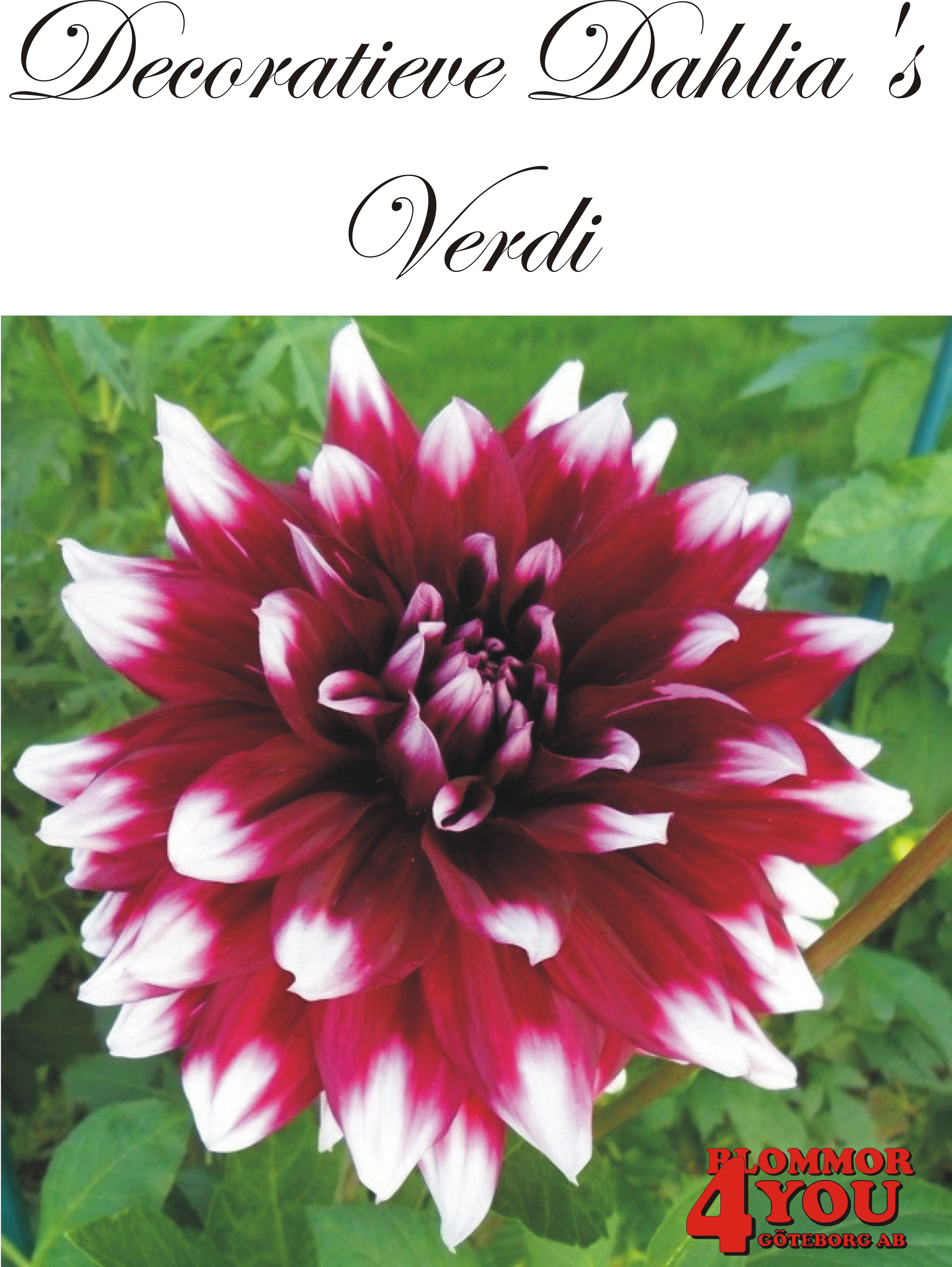 Dahlia Verdi