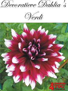 Dahlia Verdi