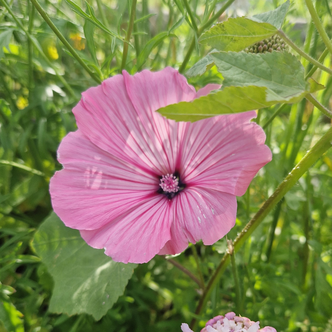 Sommarmalva - Pink Beauty