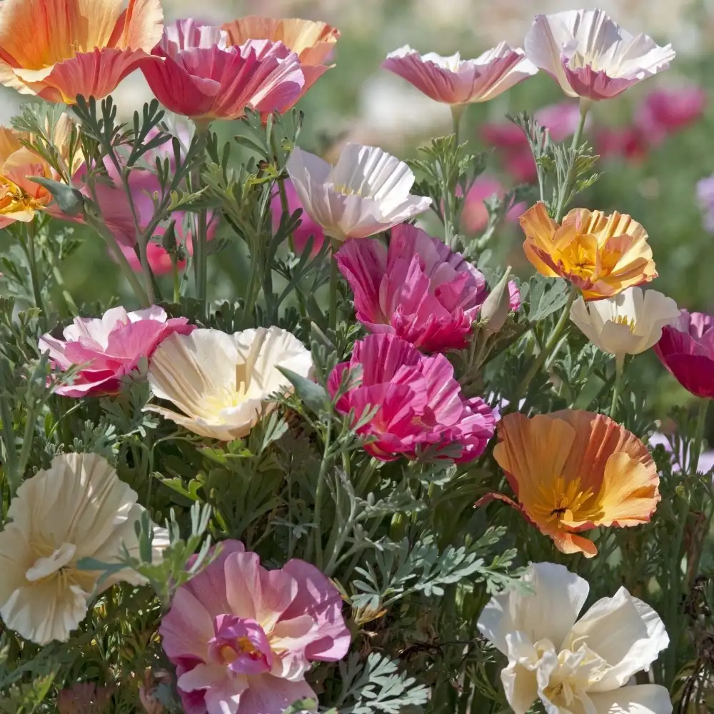 Sömntuta 'Thai Silk Mixed'
