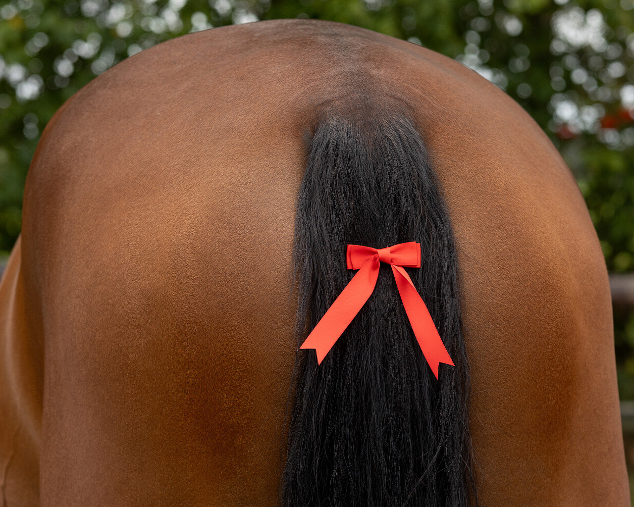 QHP Warning Tail Bow - Red - Clip