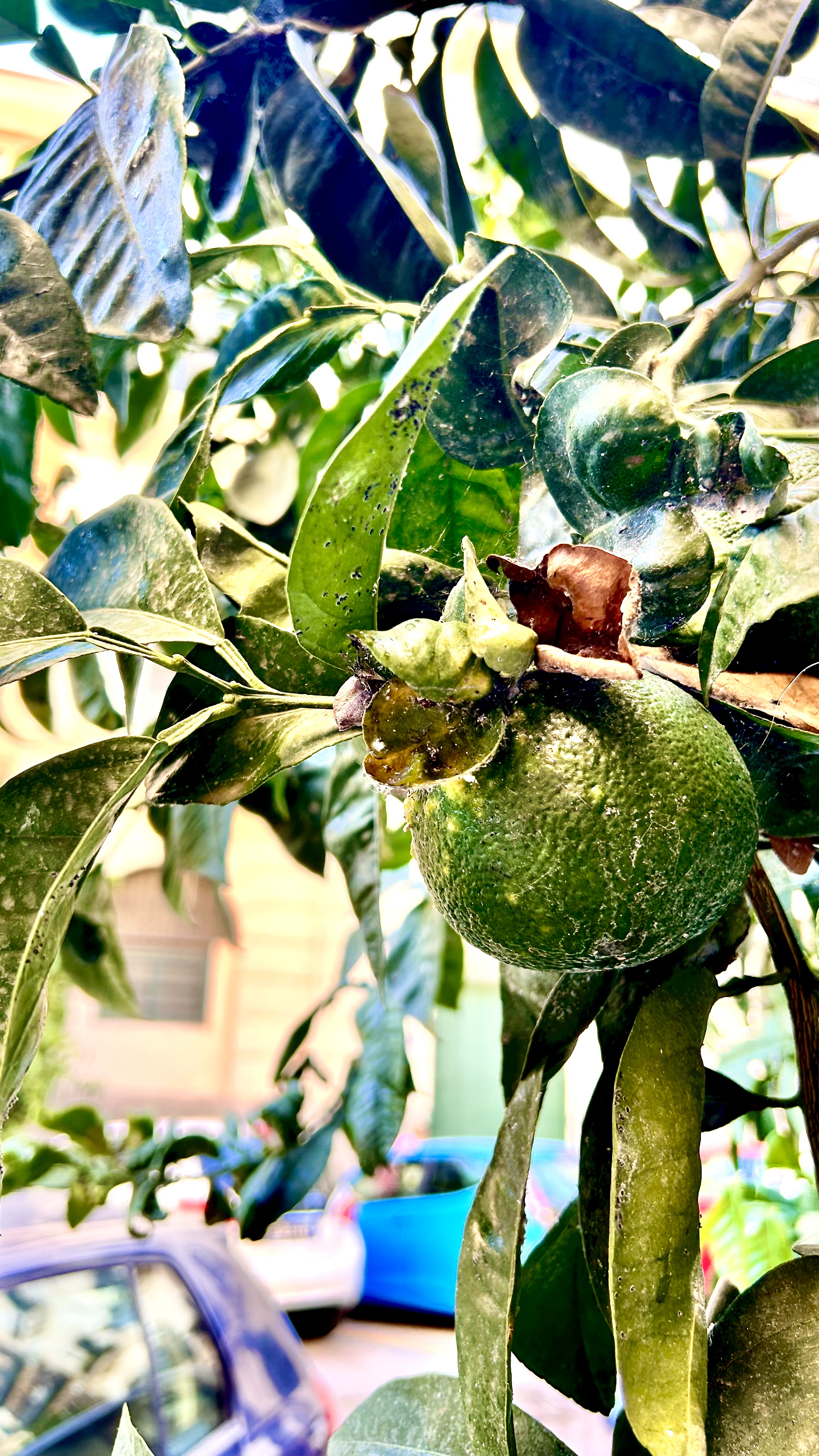 SICILIEN - 2