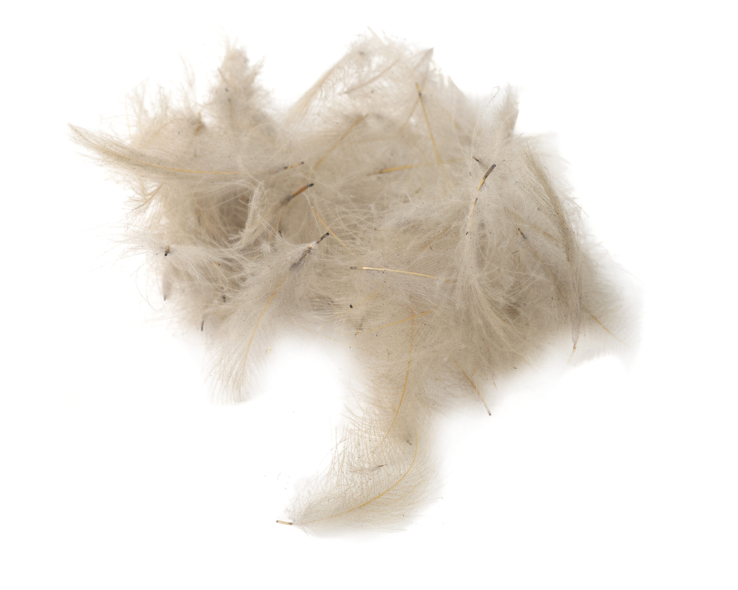 Premium CDC - Flydressing - 19