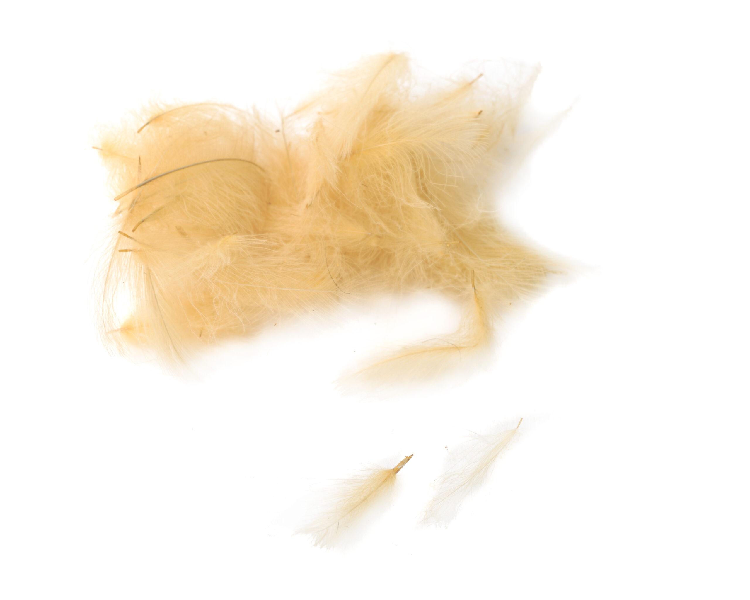 Premium CDC - Flydressing - 9