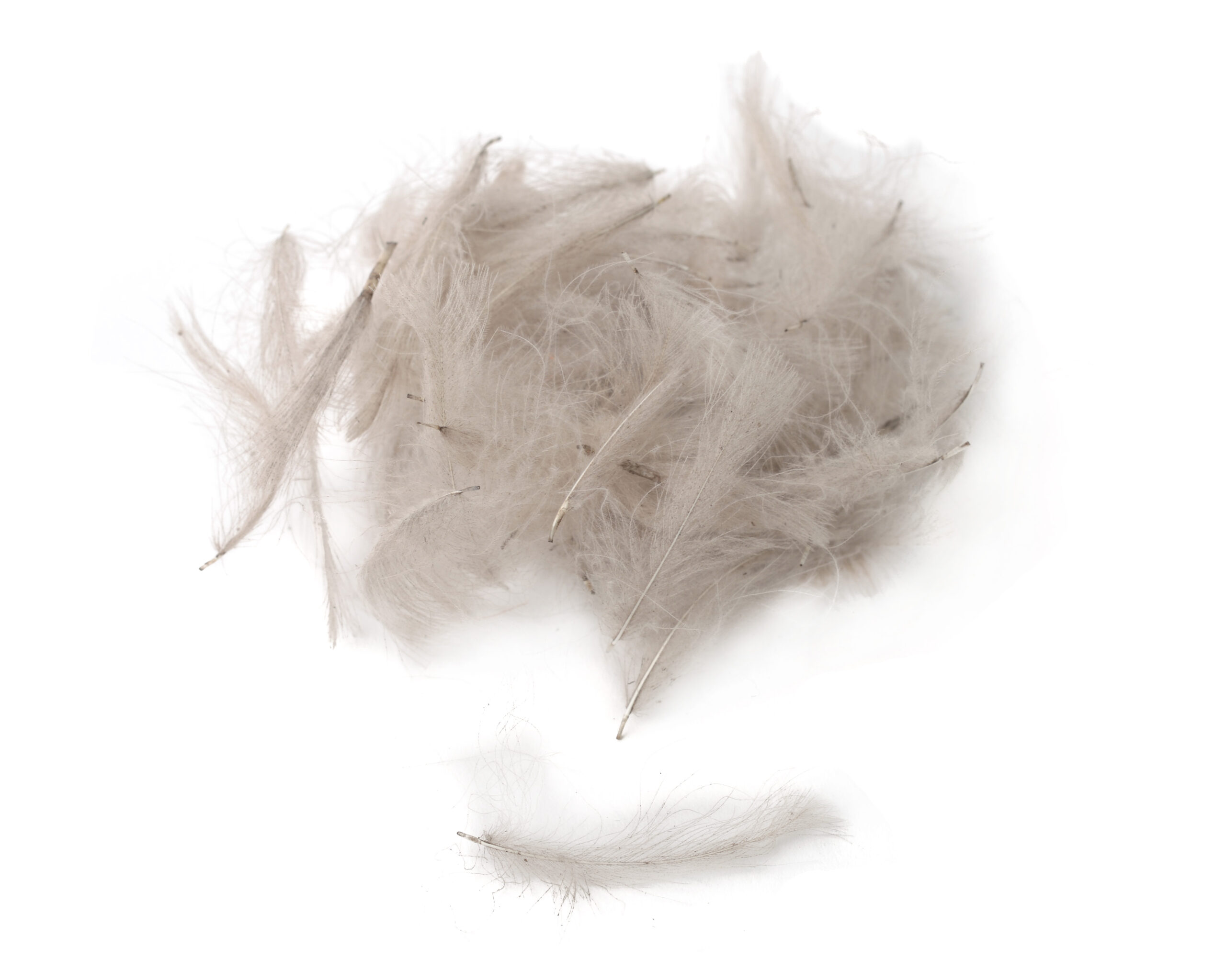 Premium CDC - Flydressing - 5