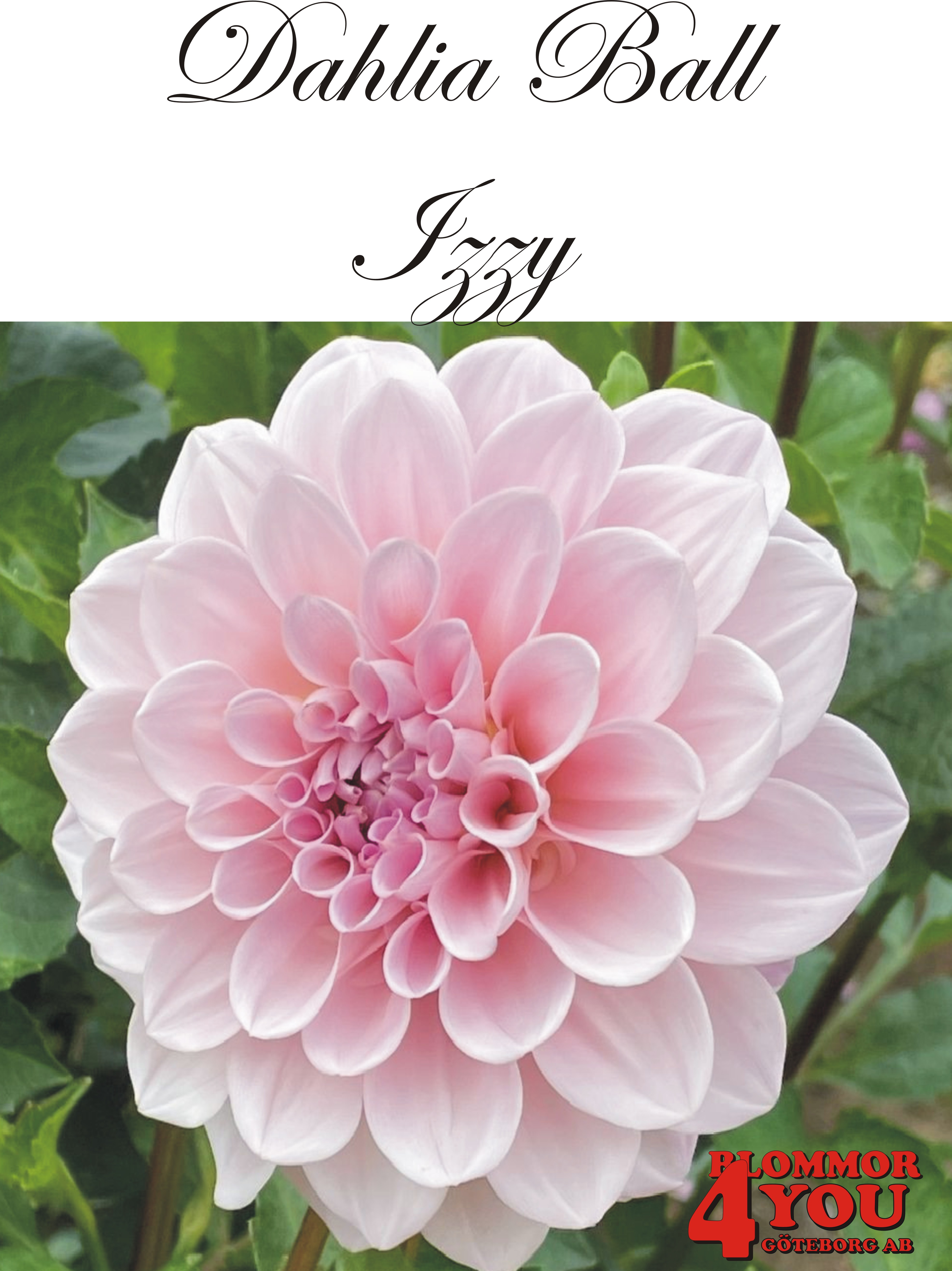 Dahlia    Izzy