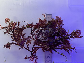 Haliptilon sp. Red feather algae