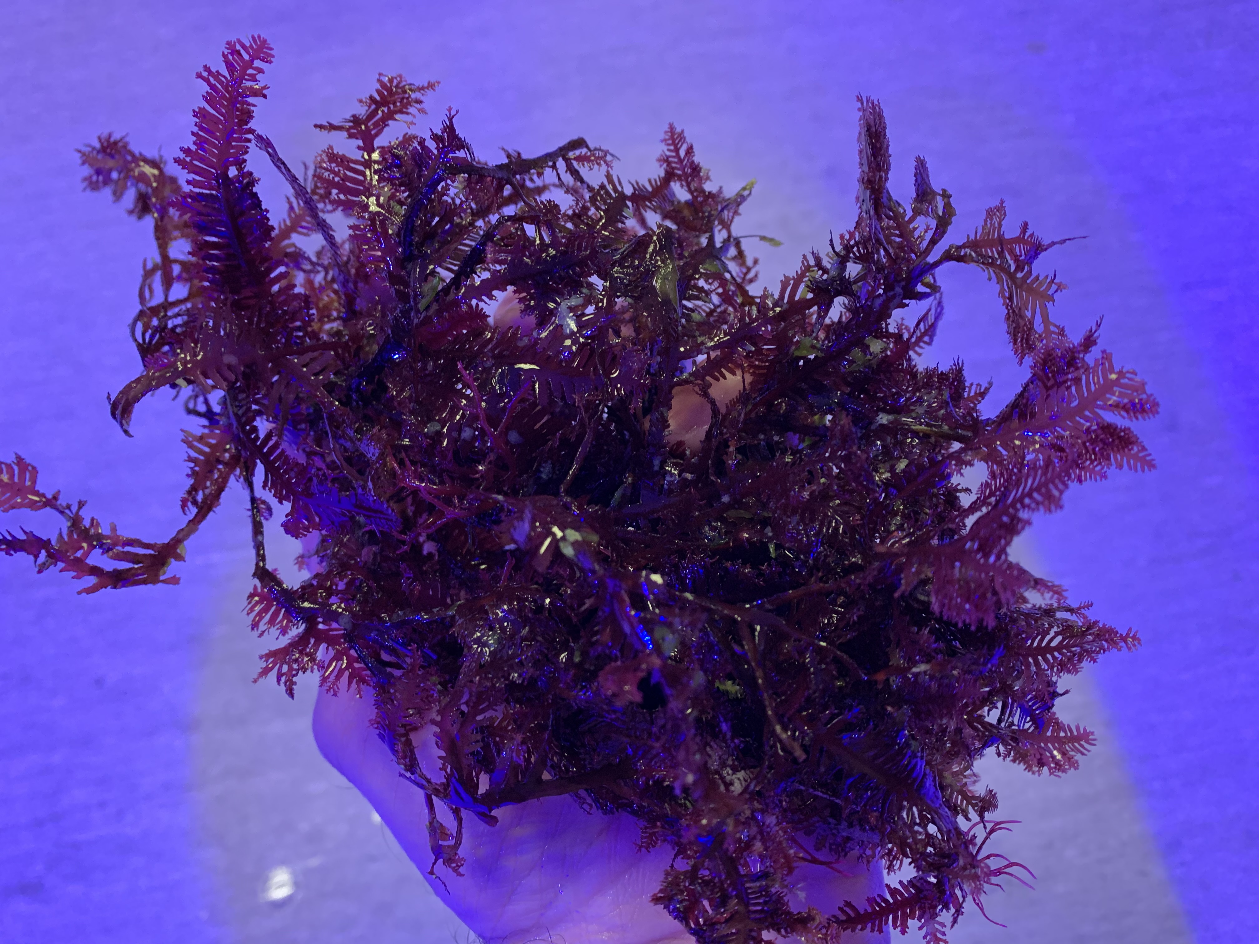 Haliptilon sp. Red feather algae - 2