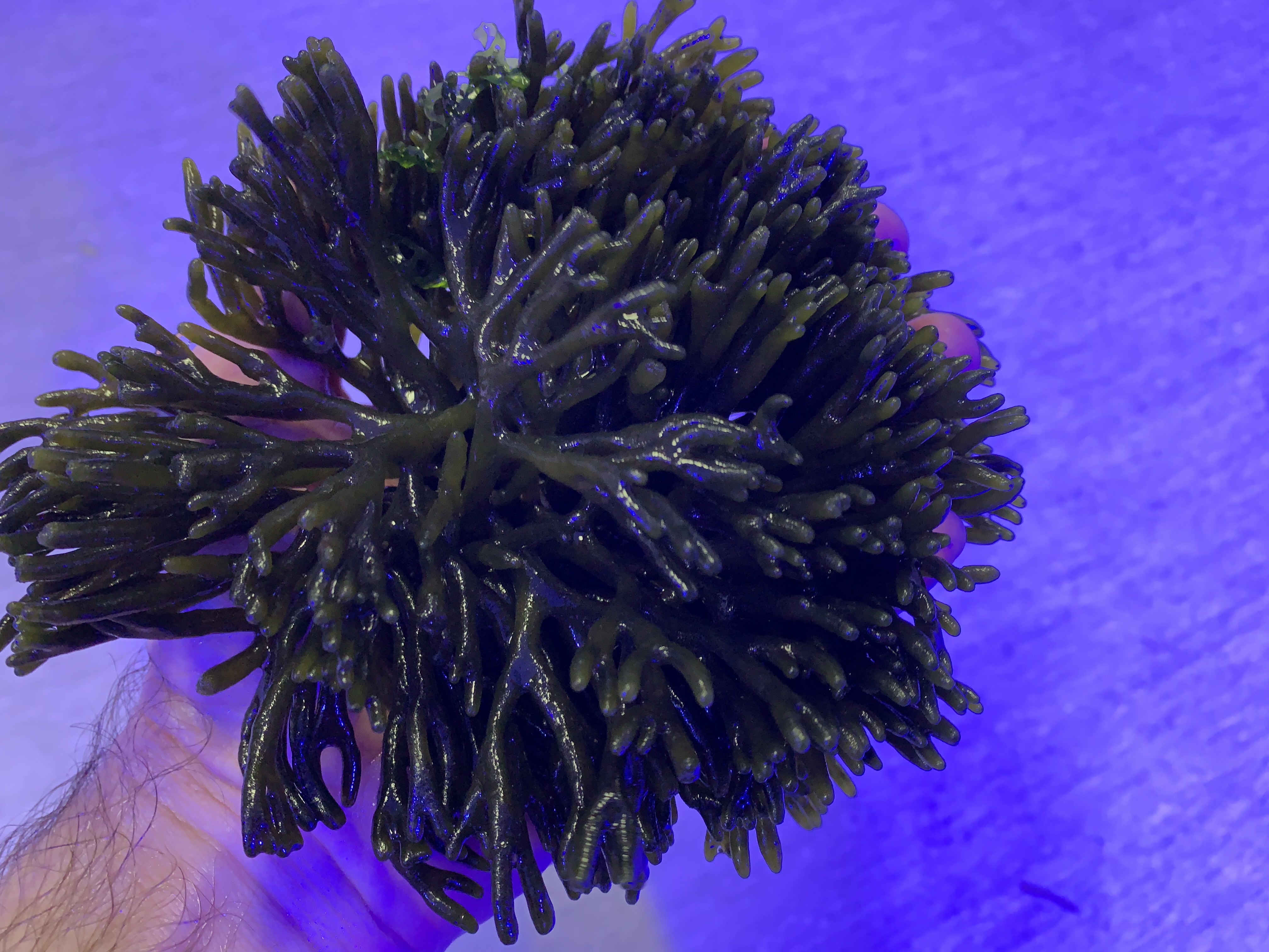 Codium sp.