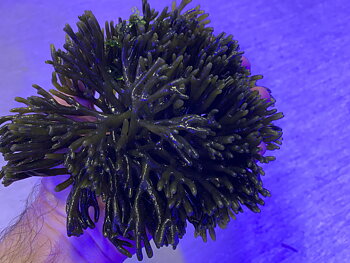 Codium sp.