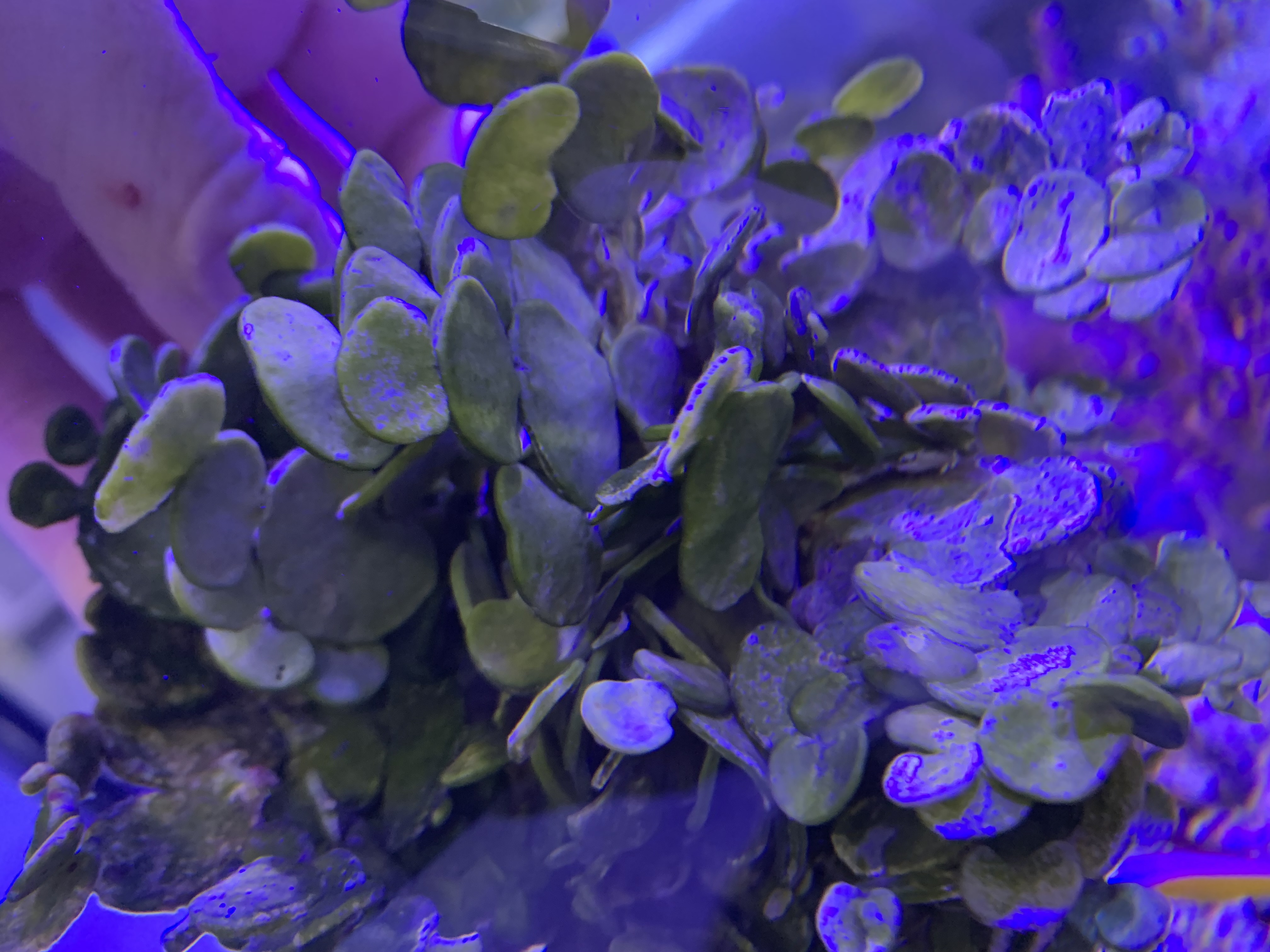 Halimeda opuntia, Chain seaweed - 2