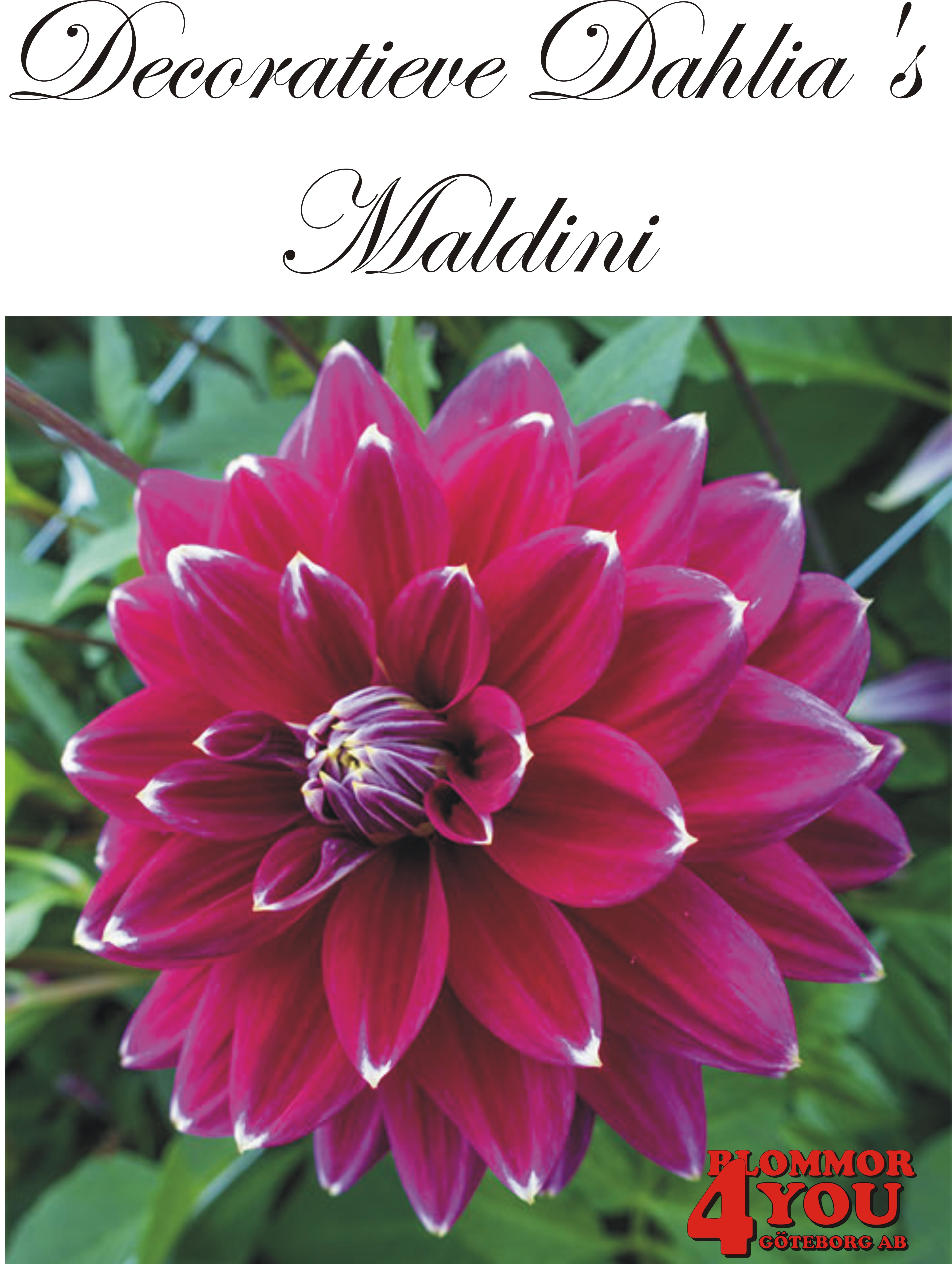 Dahlia Maldini