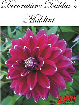 Dahlia Maldini
