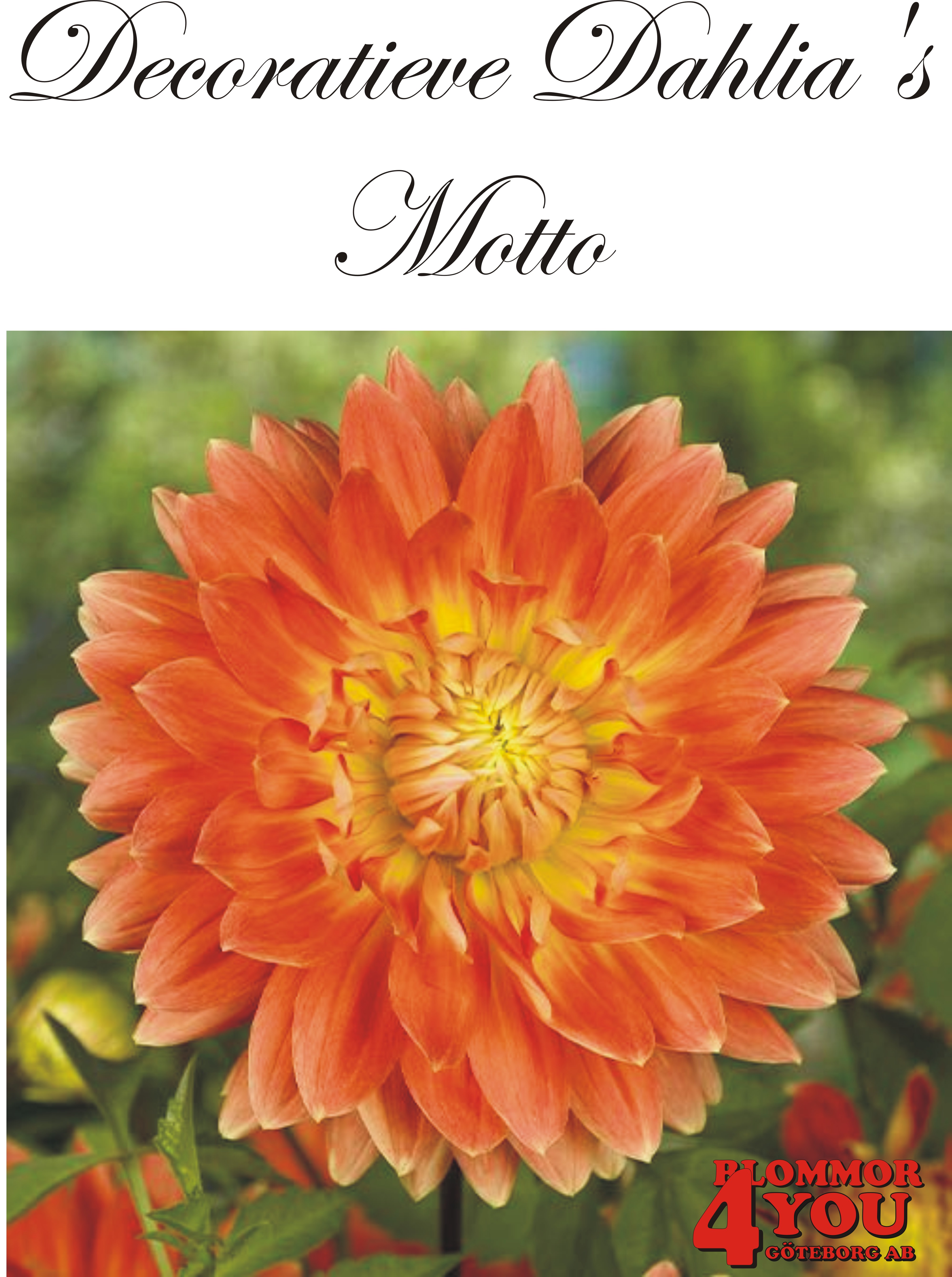 Dahlia Motto