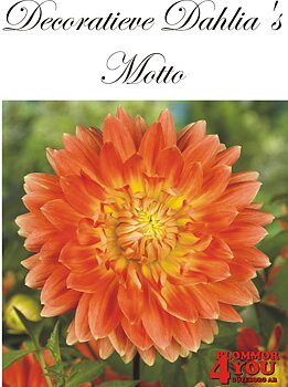 Dahlia Motto