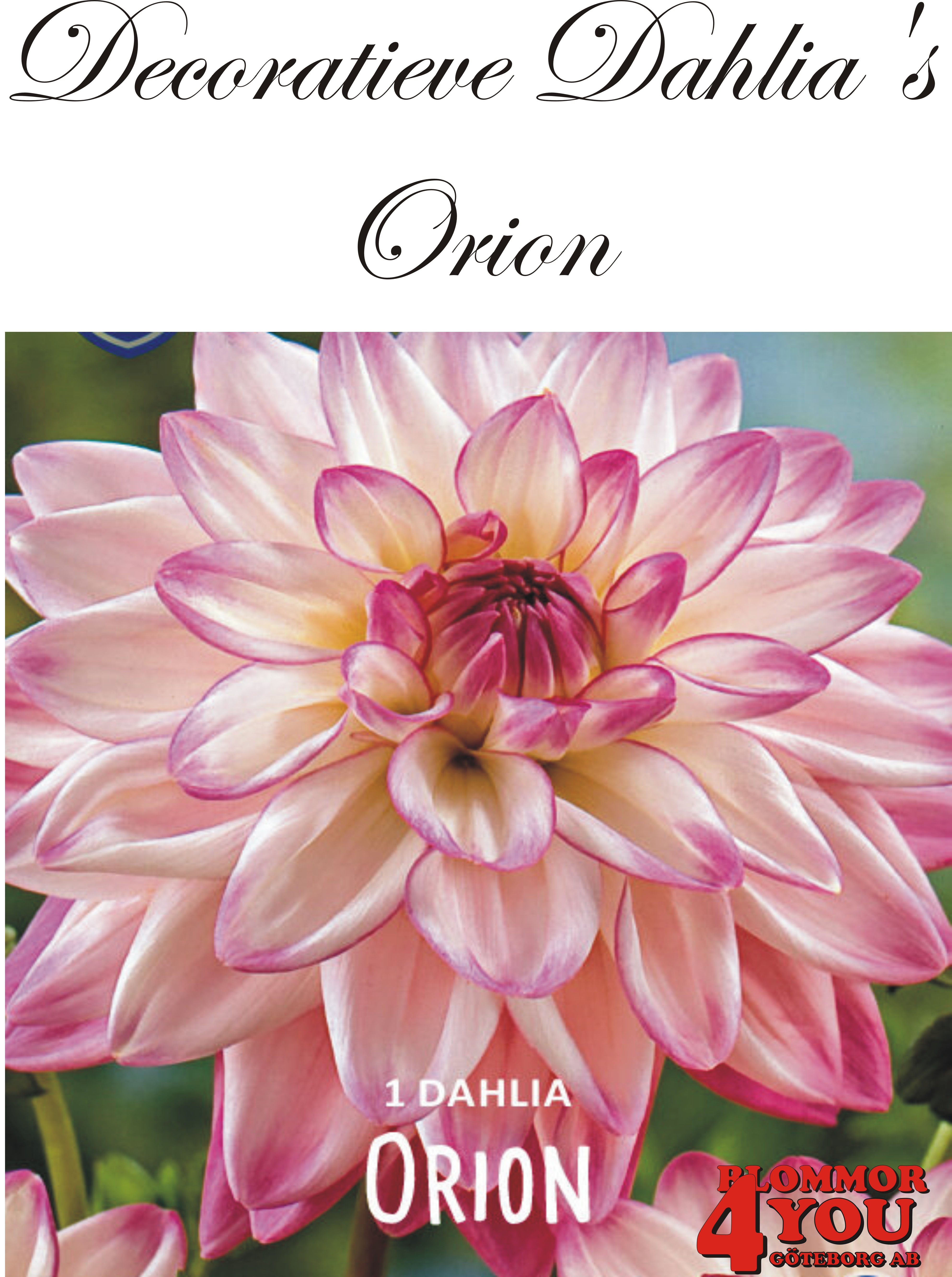 Dahlia Orion