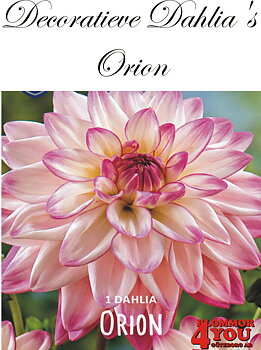 Dahlia Orion
