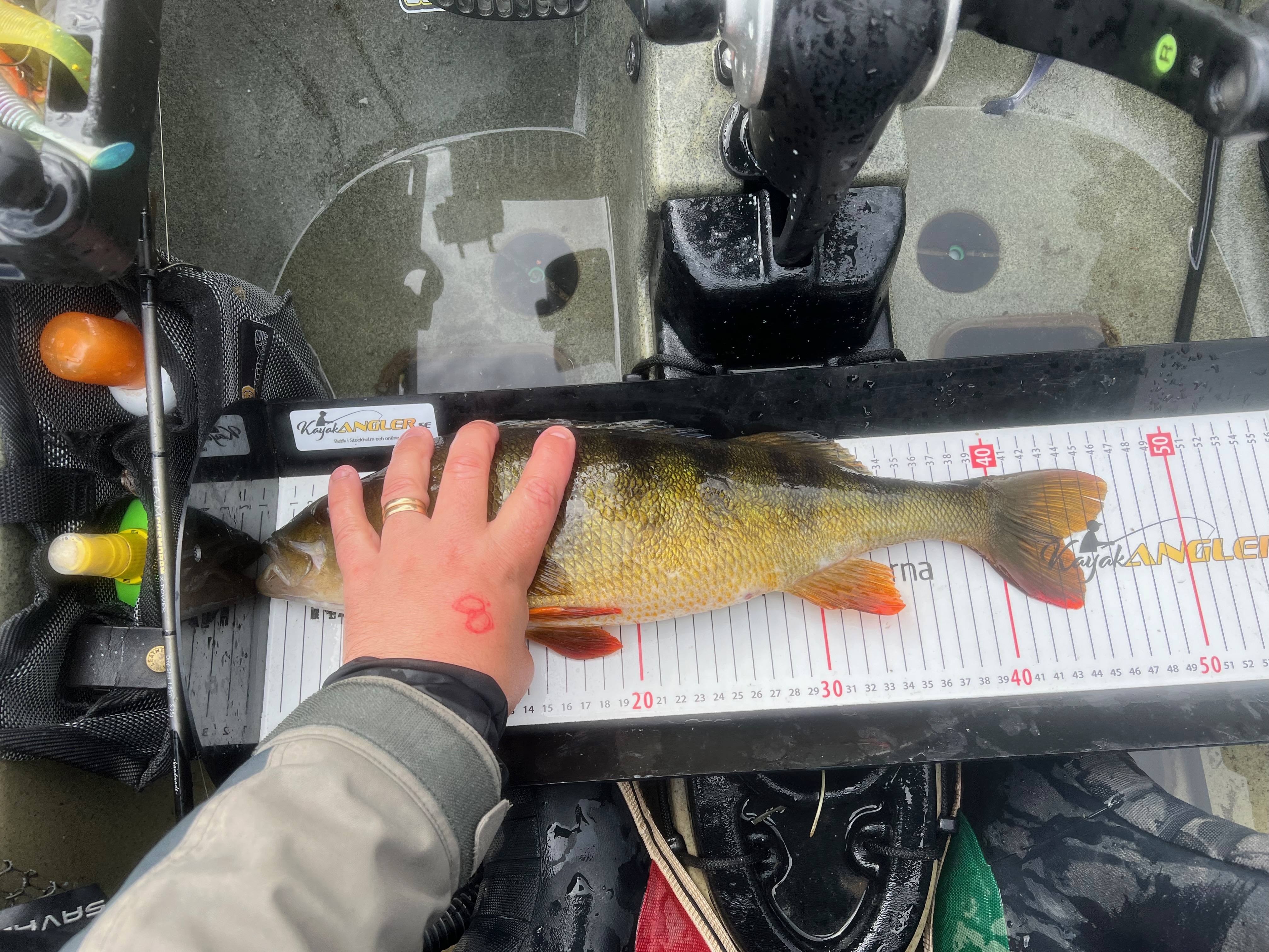 Measuring board for Perch - 60cm with decal - 3