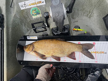 Measuring board for Perch - 60cm with decal