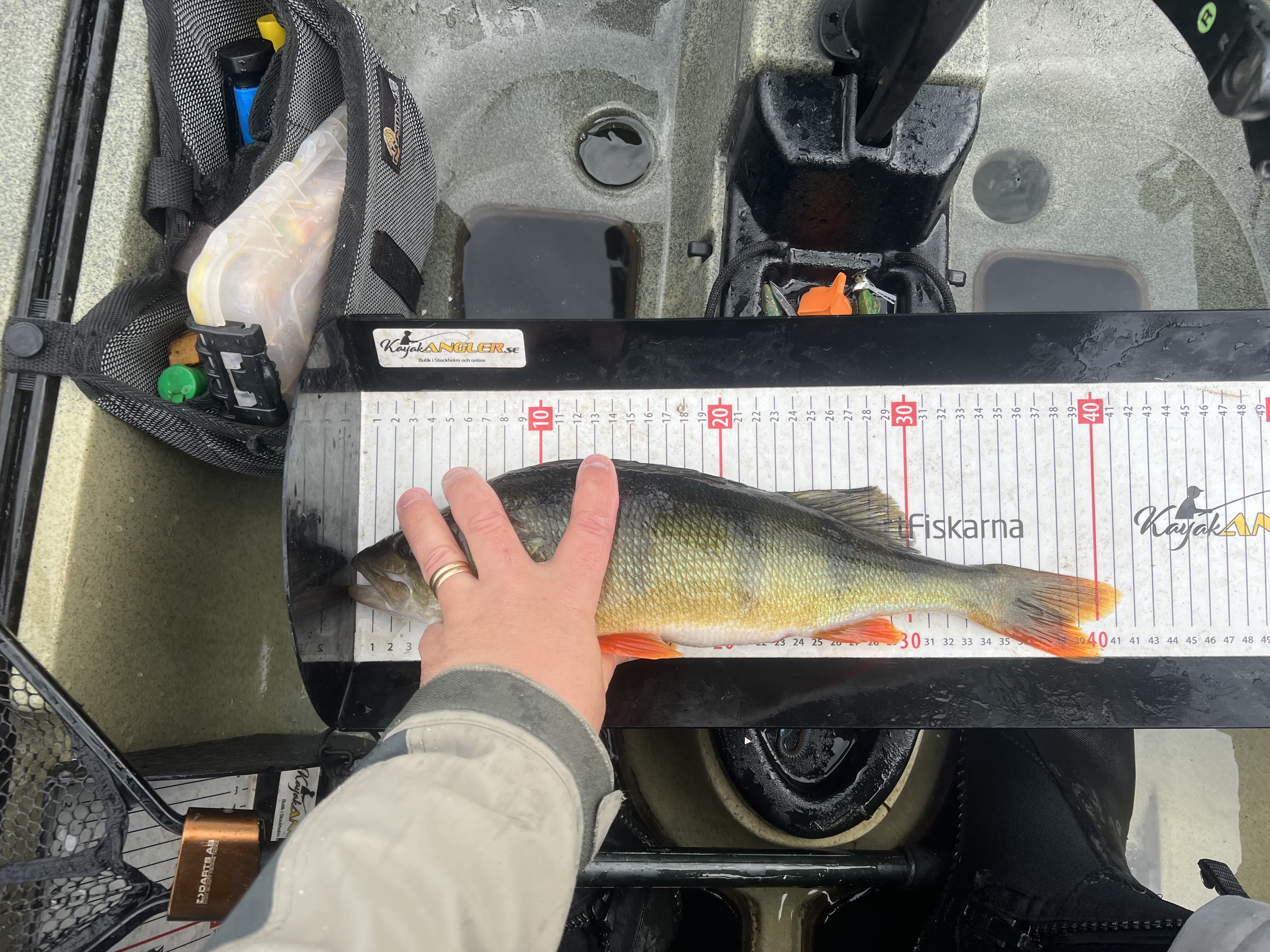 ZMAN MINNOWZ 3inch - Motoröl - 6 PACK - 3