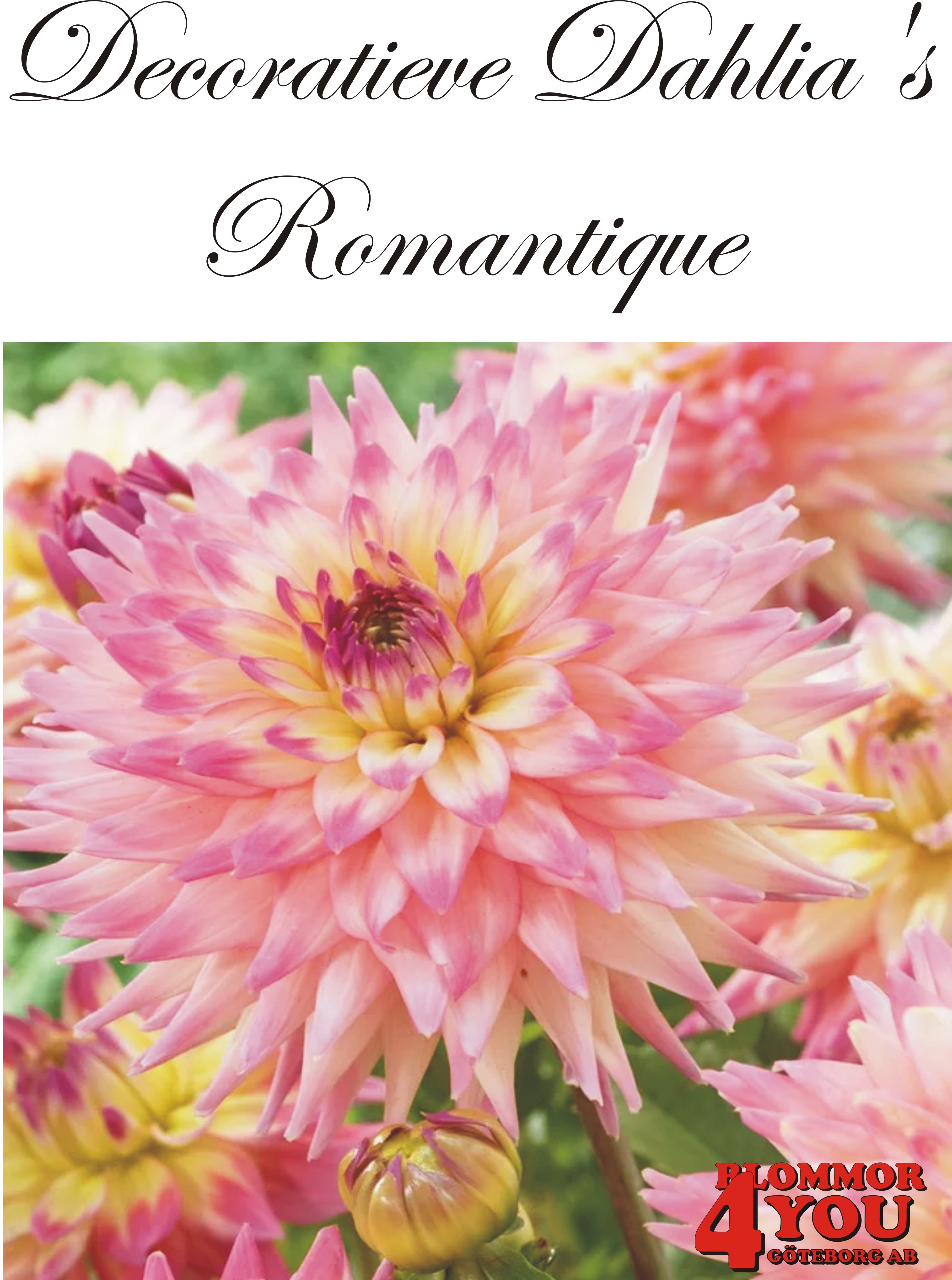 Dahlia Romantique