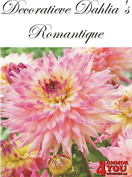 Dahlia Romantique
