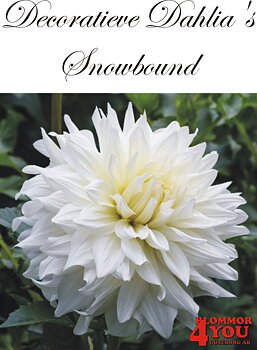 Dahlia Snowbound