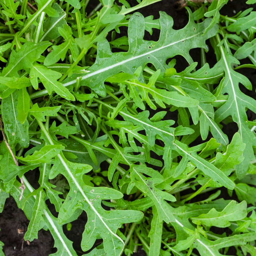 Italiensk Rucola 'Sylvetta'