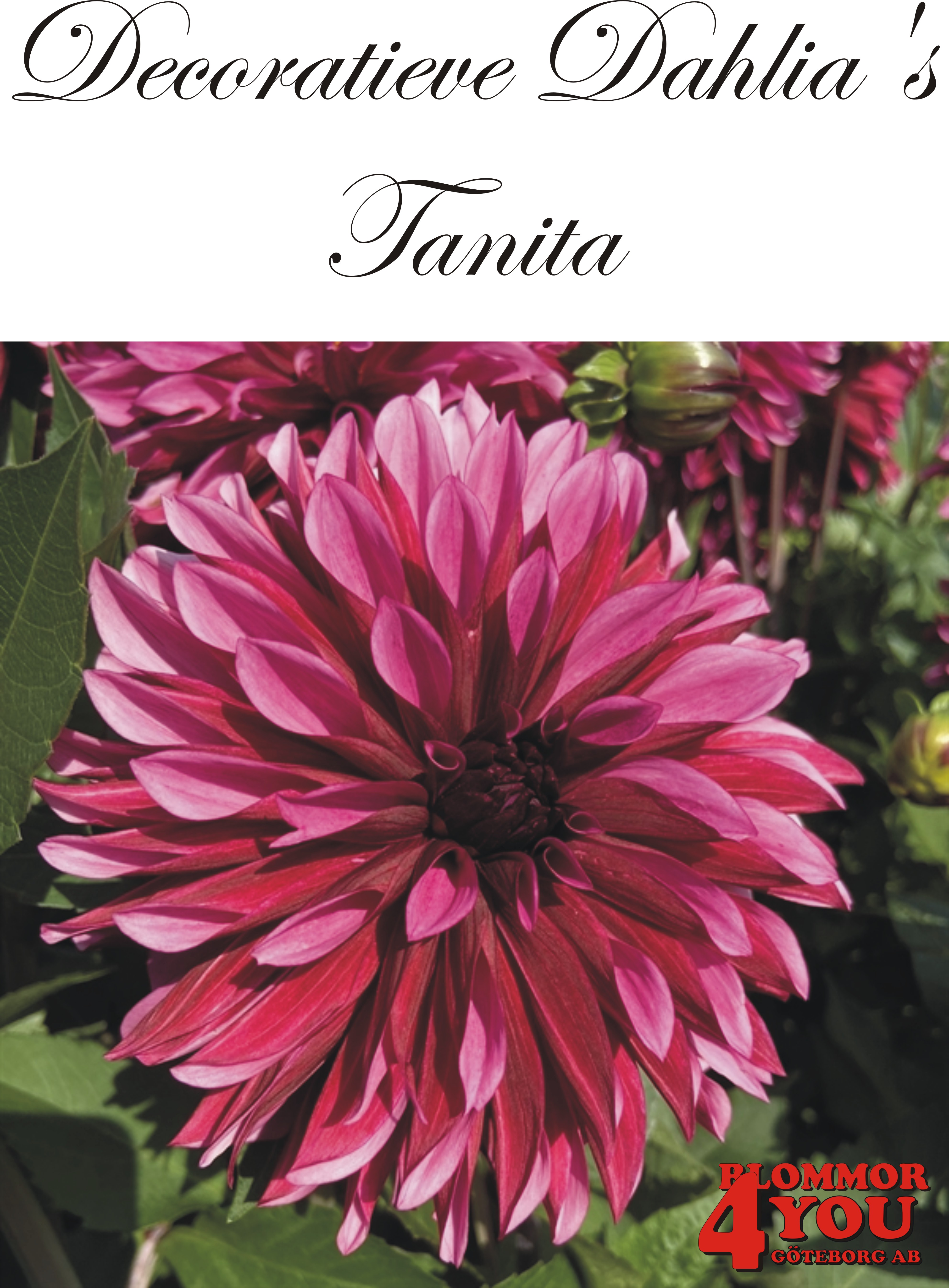 Dahlia Tanita