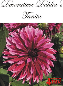 Dahlia Tanita