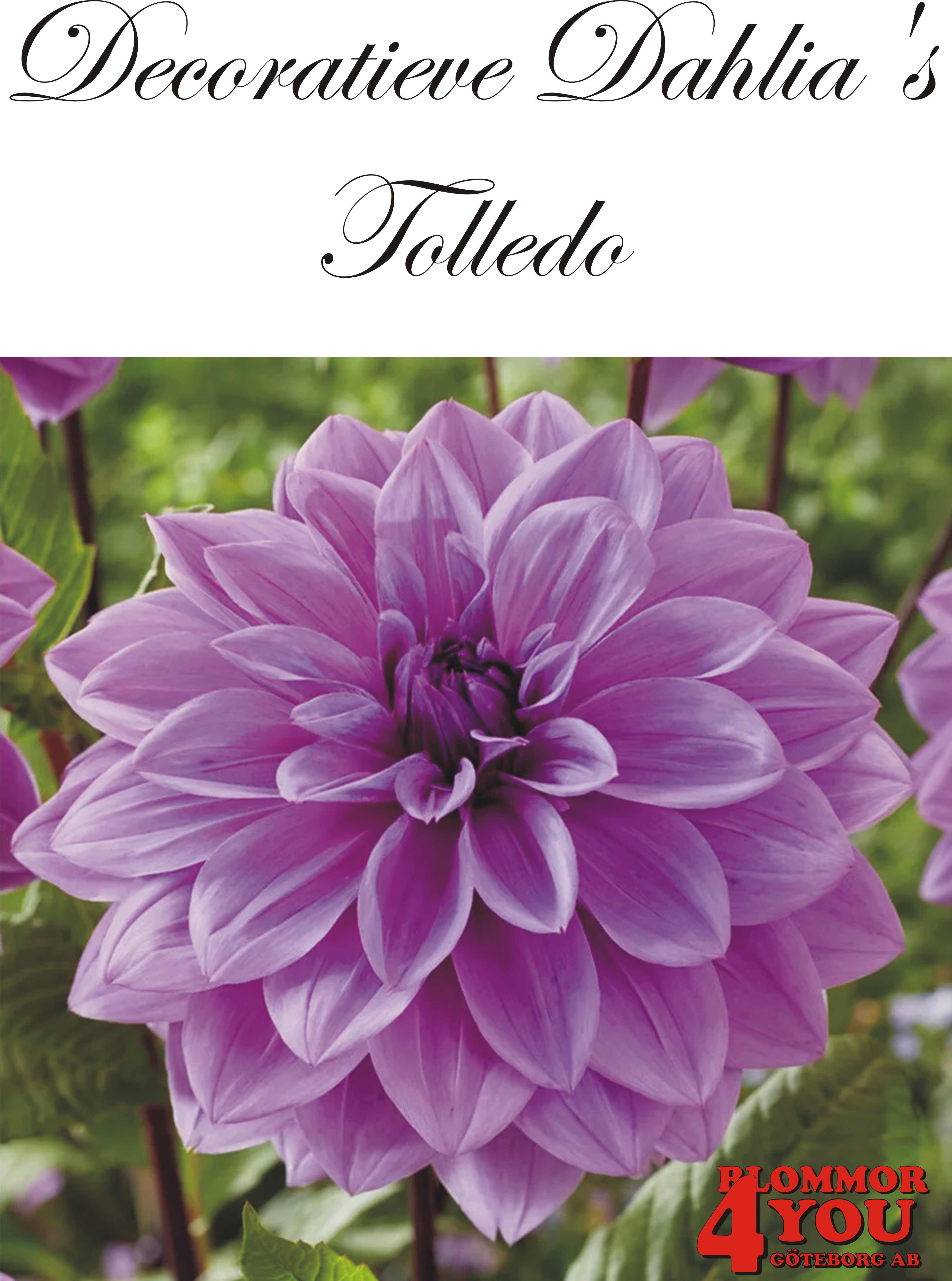 Dahlia Tolledo